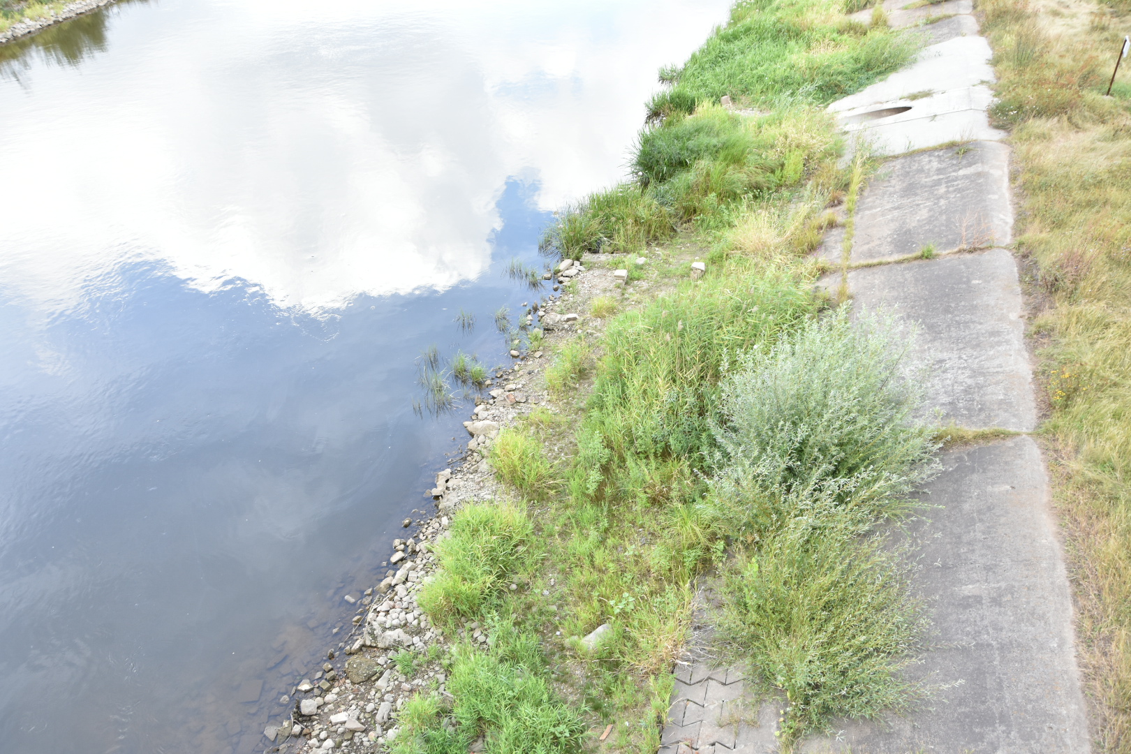 susza cybina i warta - Wojtek Wardejn