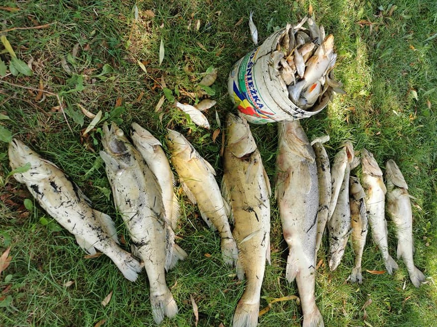 200 kilogramów ryb zatrutych w Zalewie Roszków - FB: Błażej Ogrodowczyk