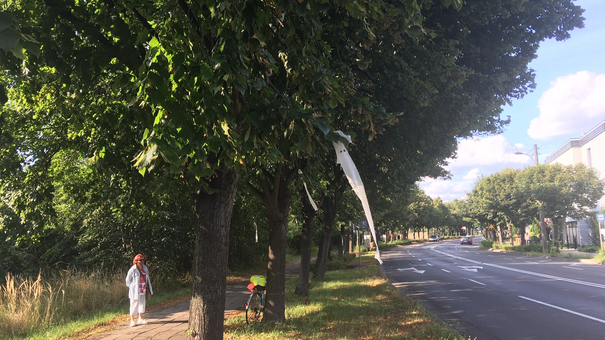 drzewa protest - Jacek Marciniak