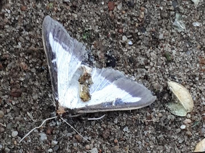 azjatycka ćma  - Jacek Liersch