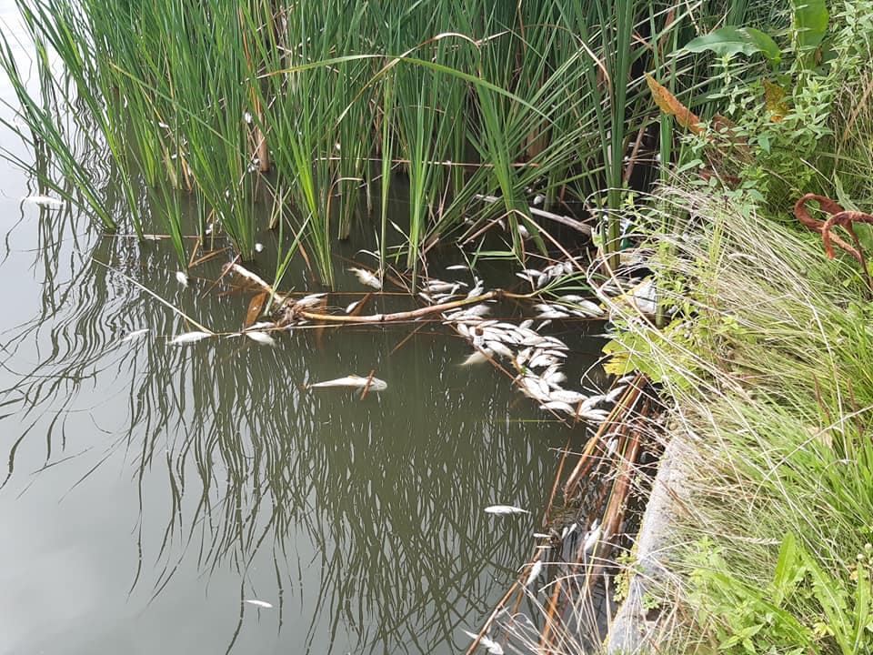 śnięte ryby jezioro międzychód  - Krzysztof Wolny