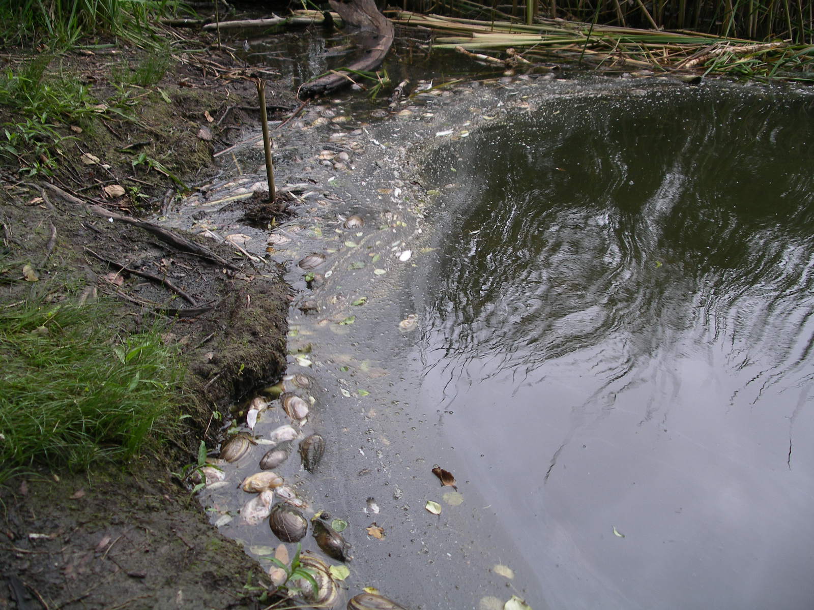 rusałka zły stan - Jerzy Juszczyński