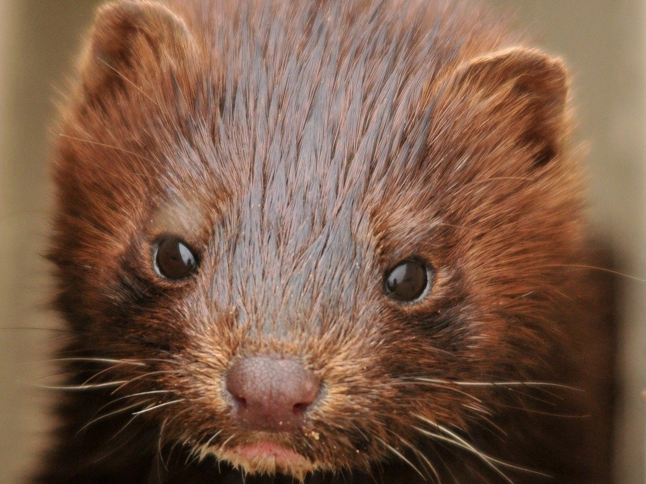 norka norki - Pixabay