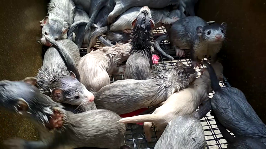 norka hodowla - www.otwarteklatki.pl