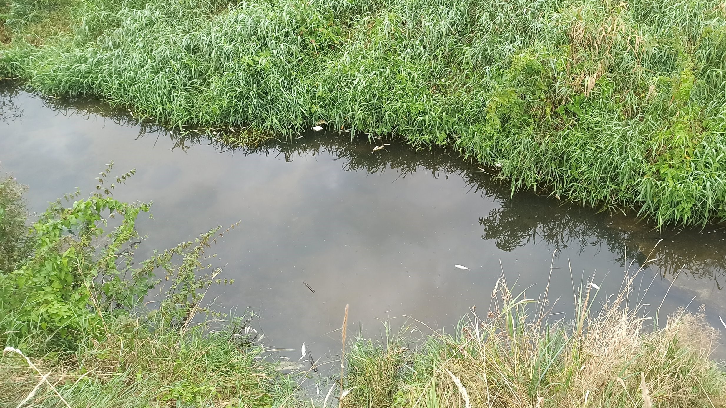 wronki śnięte ryby - UMiG Wronki