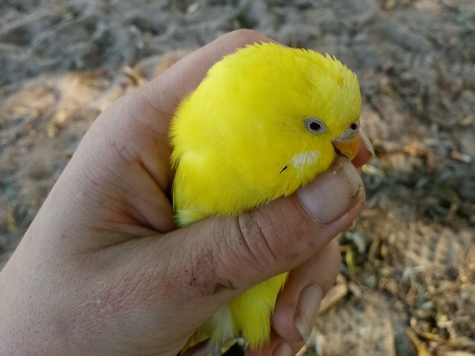 papuga papużka warta - Krzysztof Polasik - Radio Poznań
