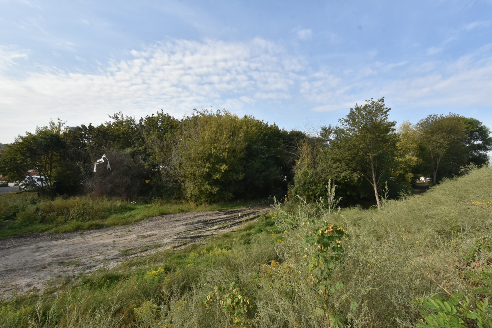 drzewa pod topór wawrzyńca - Wojtek Wardejn - Radio Poznań