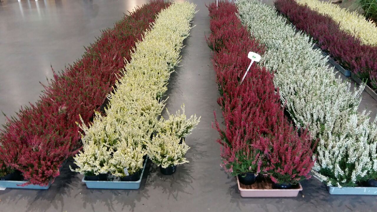 jesienny targ - Magda Konieczna