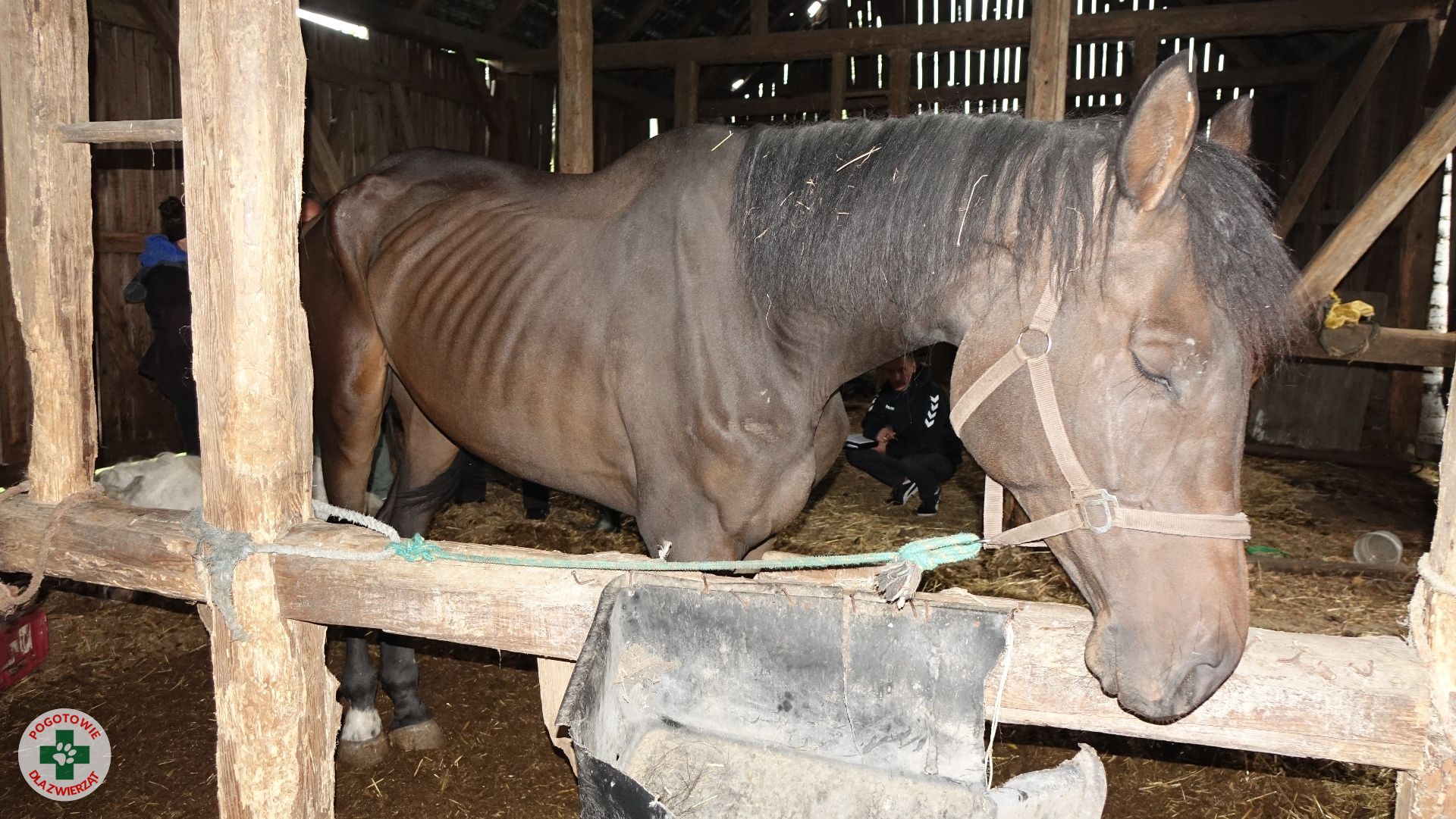 zwierzęta zaniedbane obrzycko - Pogotowia dla Zwierząt