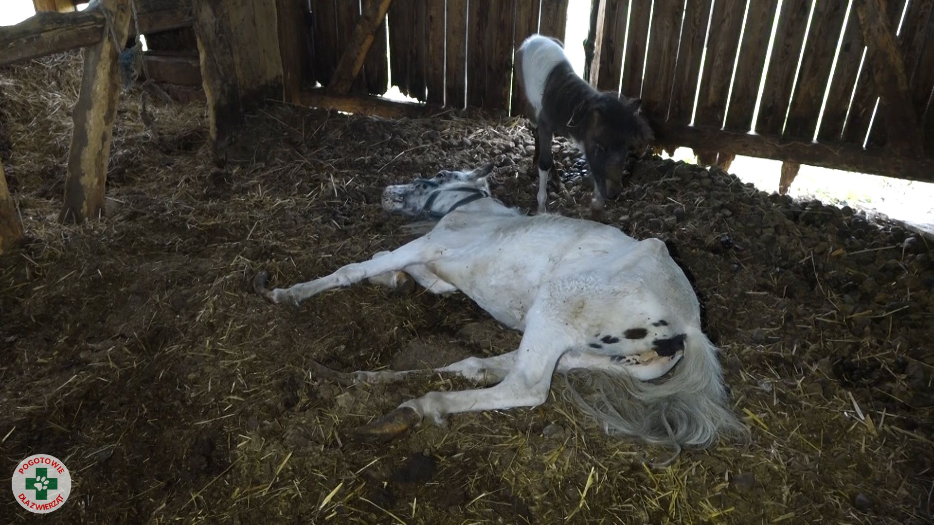 Pogotowia dla Zwierząt