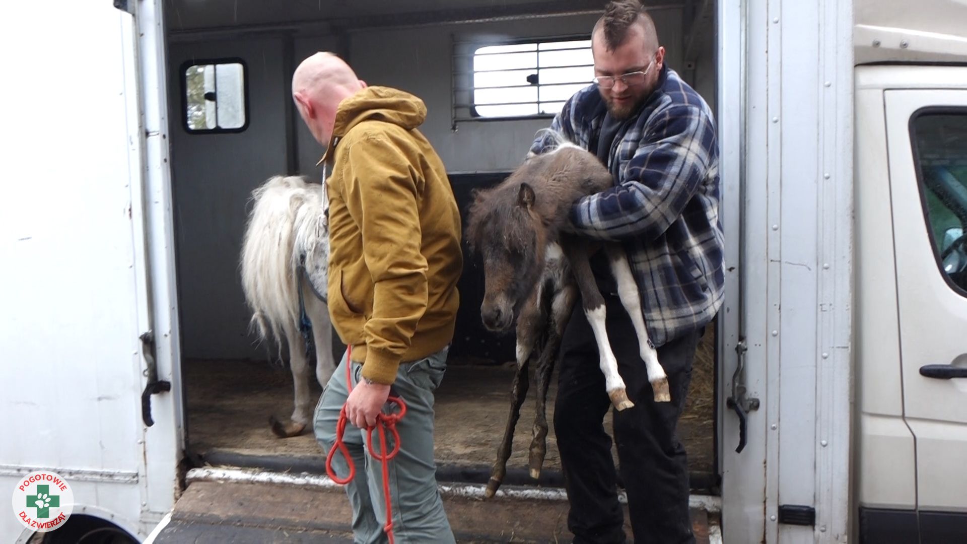 Pogotowia dla Zwierząt