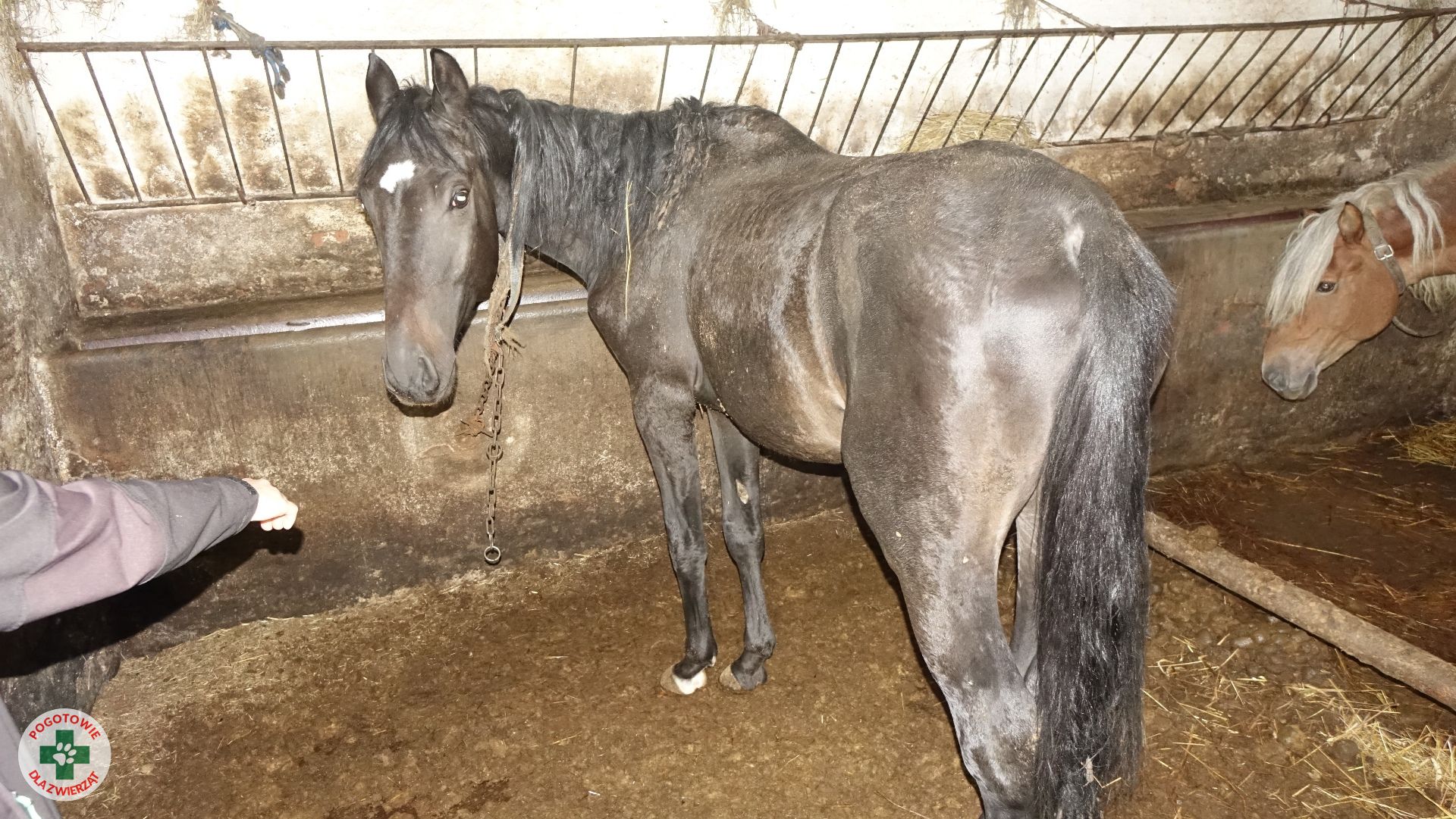 Pogotowia dla Zwierząt