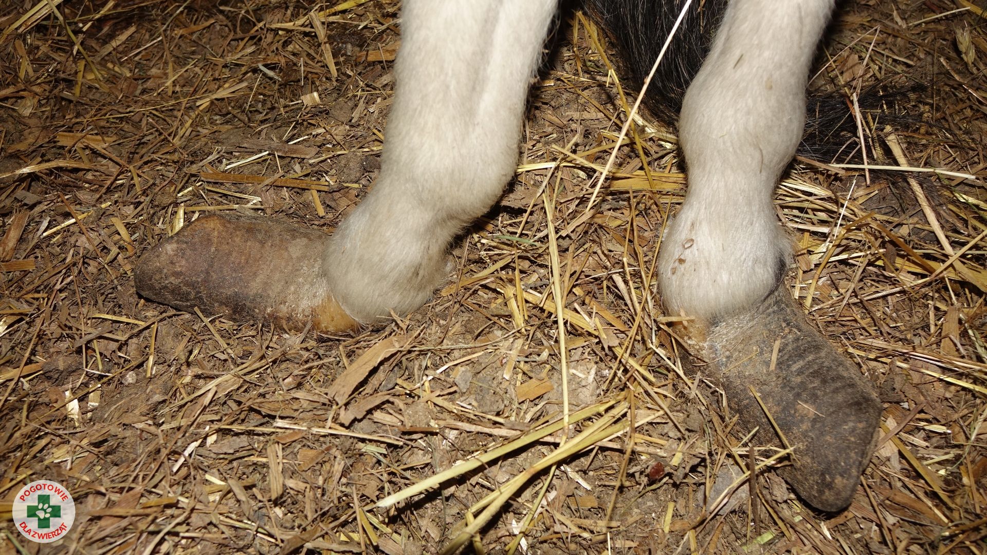 Pogotowia dla Zwierząt