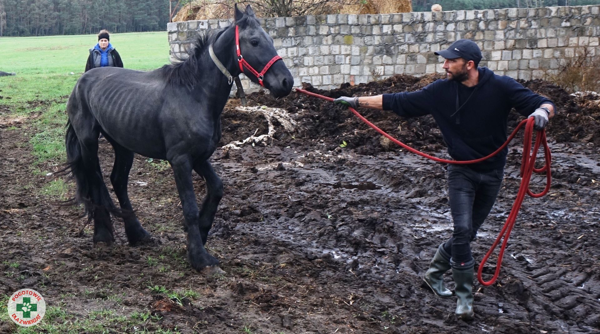 Pogotowia dla Zwierząt