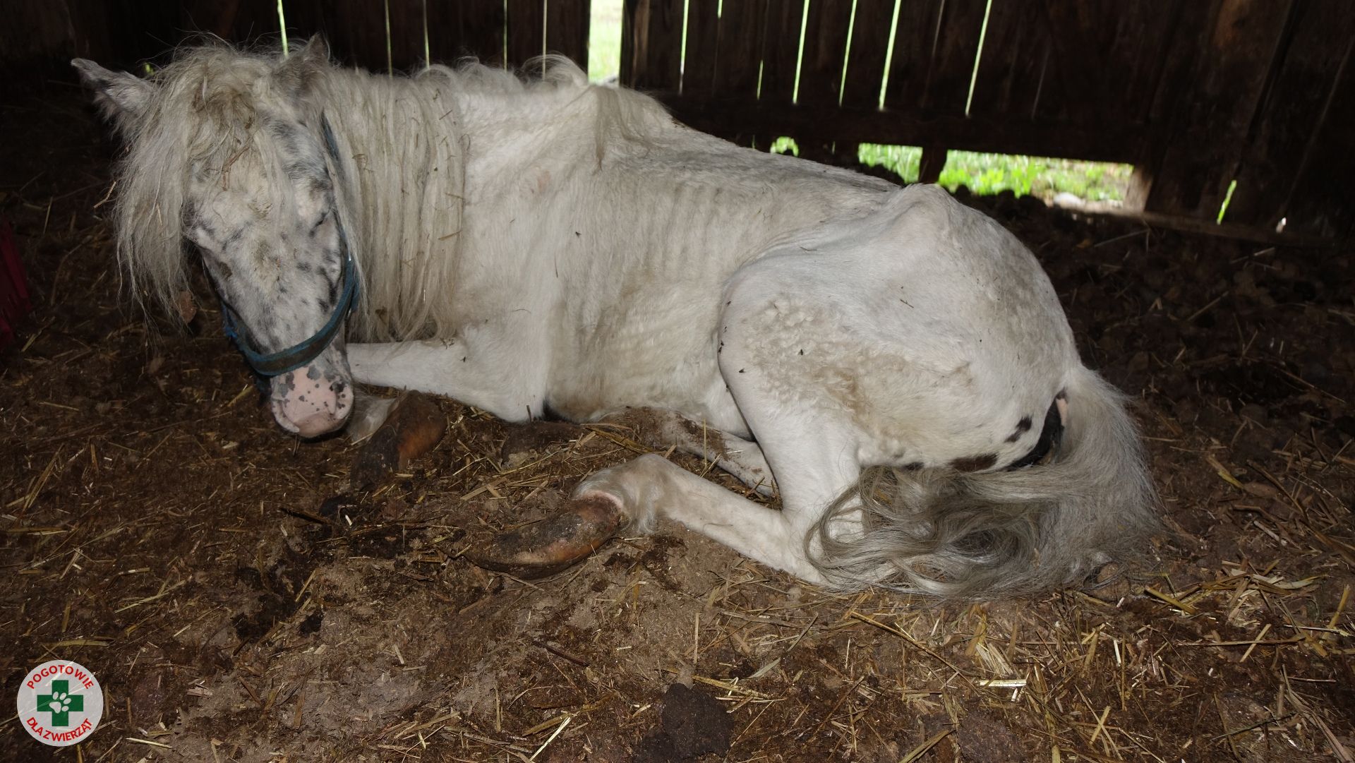 Pogotowia dla Zwierząt