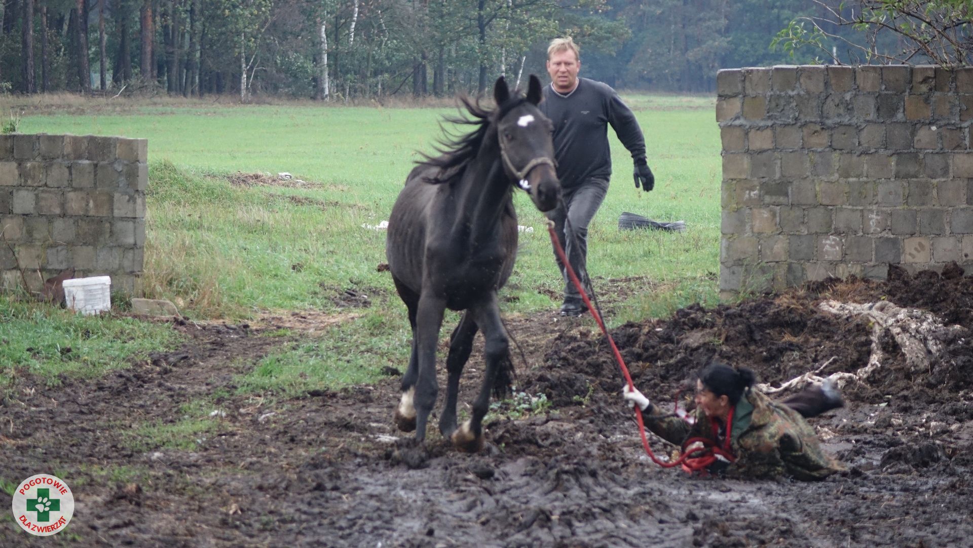 Pogotowia dla Zwierząt