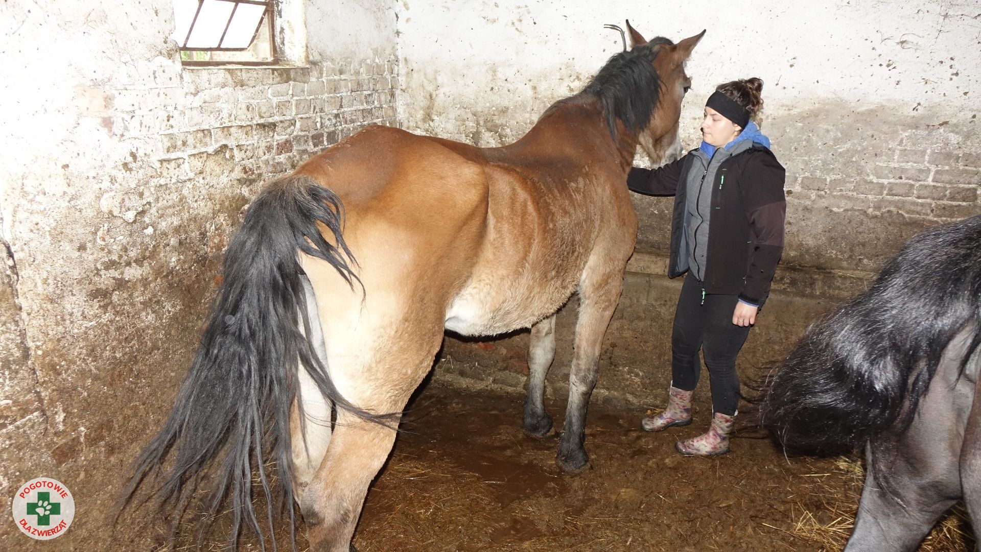 Pogotowia dla Zwierząt