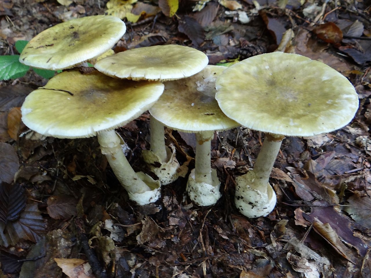 muchomor sromotnikowy - By Jerzy Opioła - Praca własna, CC BY-SA 4.0, https://commons.wikimedia.org/w/index.php?curid=35600672