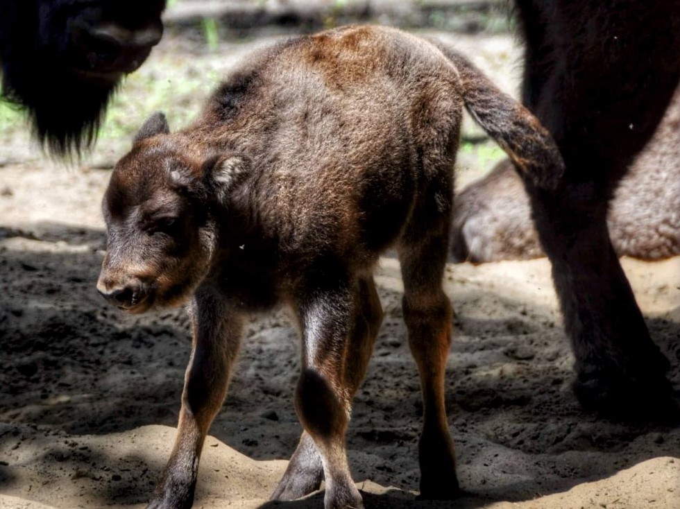 żubr - Patryk Ortell - Ośrodek Kultury Leśnej w Gołuchowie
