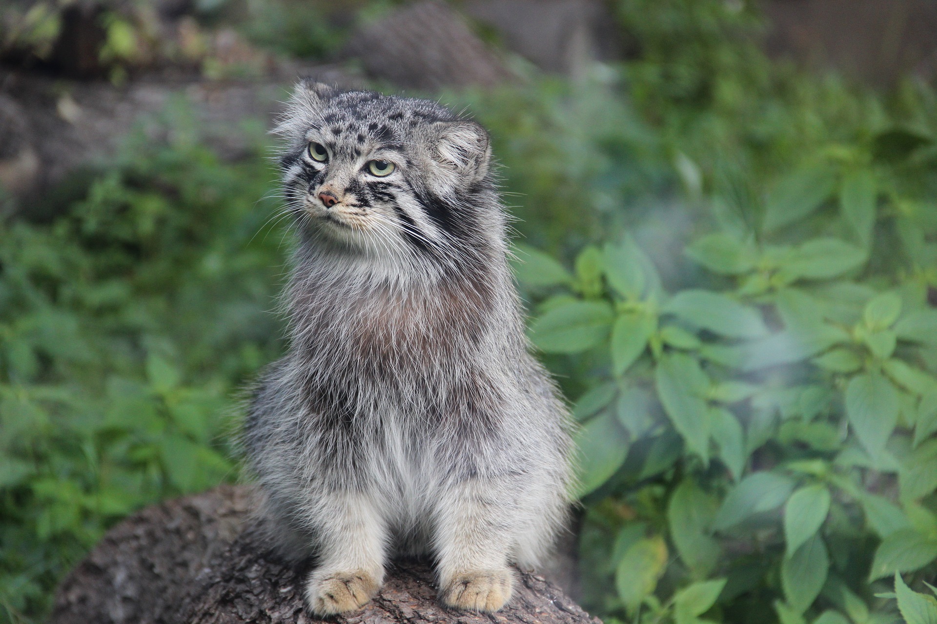 manul stepowy  - Pixabay
