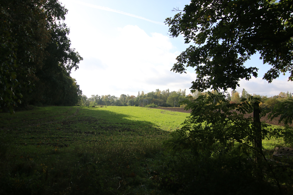 cmentarz dla zwierzą wrzesińska  - Leon Bielewicz