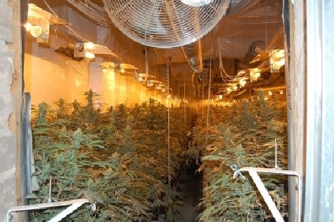 Plantacja marihuany w Kórniku - policja