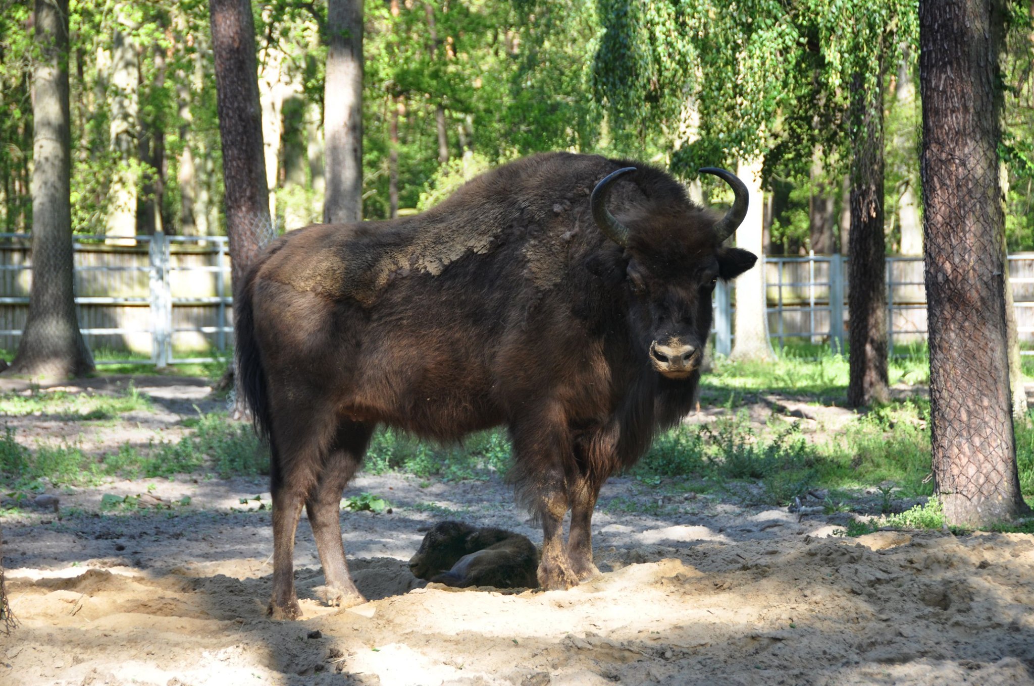 żubr - FB: Ośrodek Kultury Leśnej w Gołuchowie