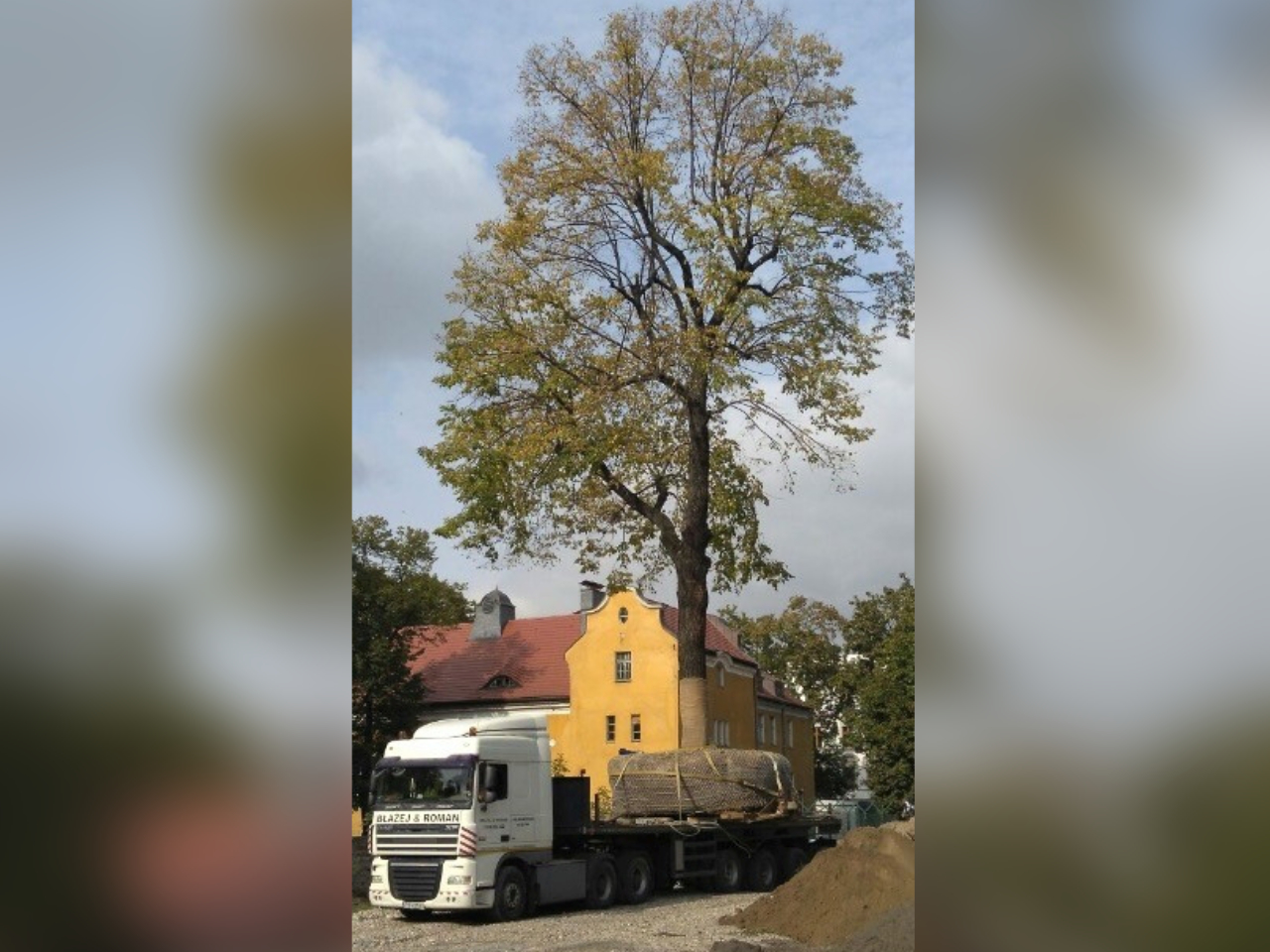 bukowska wycinka drzew inwestor - Bukowska 18 MP