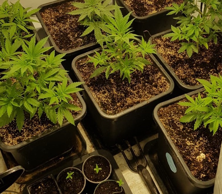 konopie plantacja piła - KPP Piła