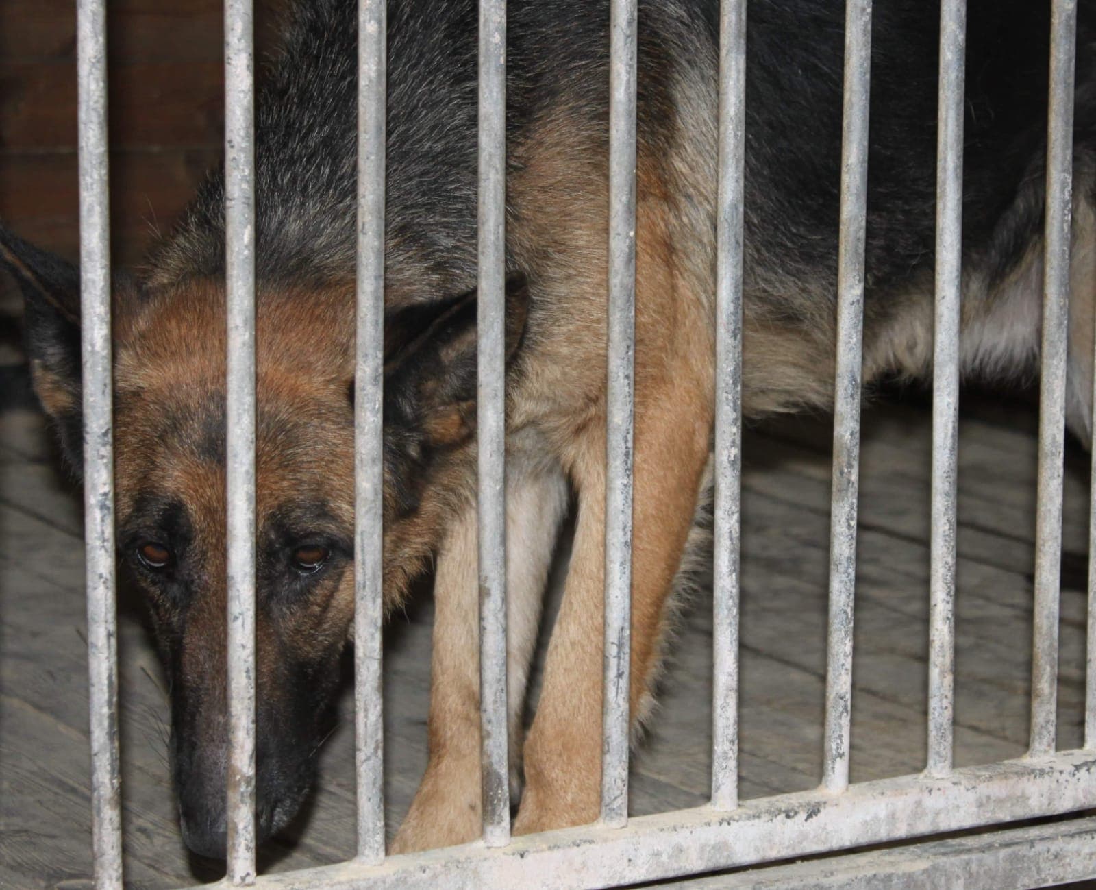 owczarki pogryzły chłopców - KPP Wolsztyn