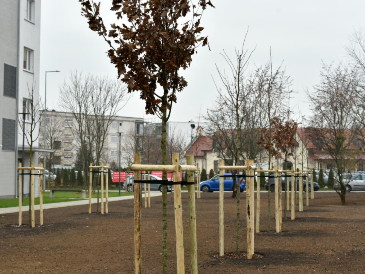 drzewa ławica strzeszyn - Miasto Poznań