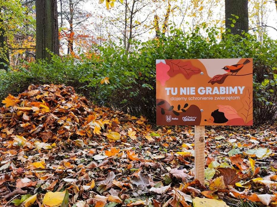 jeże park liście - Krystian Kinastowski - Facebook