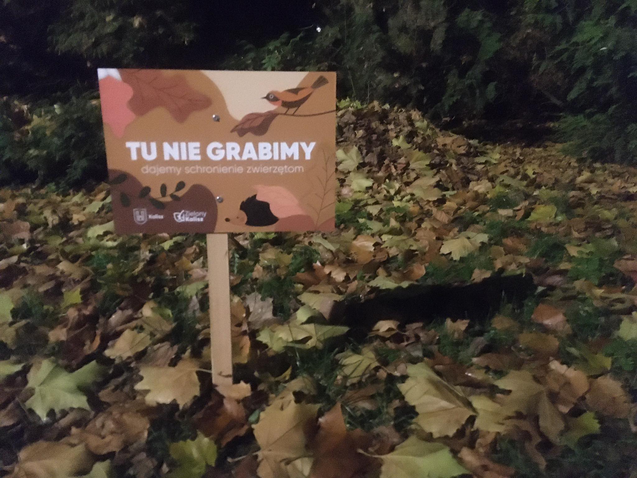 jeże w parku kalisz - Danuta Synkiewicz