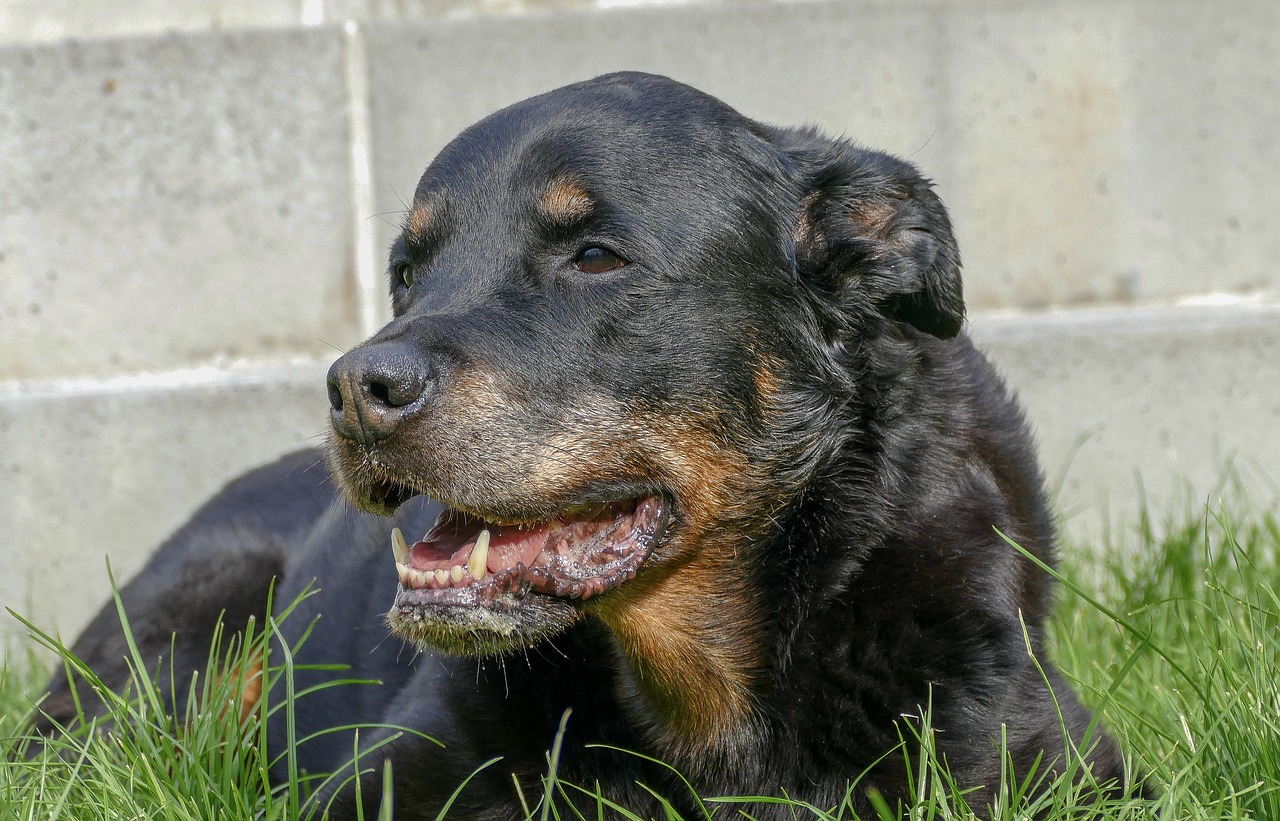 rottweiler pies pogryzienie - Pixabay