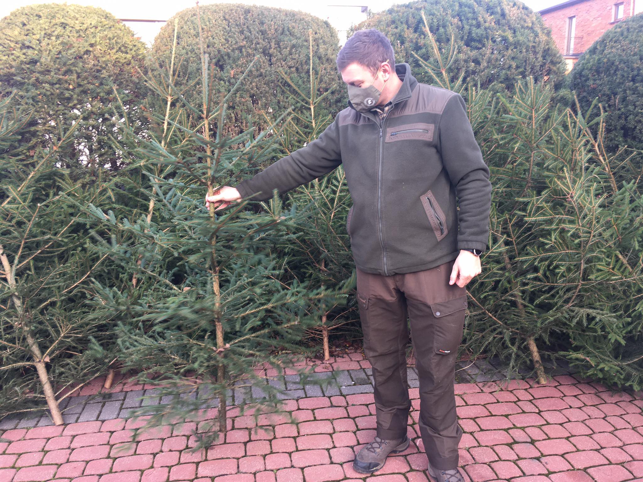 nadleśnictwo kalisz choinki - Danuta Synkiewicz