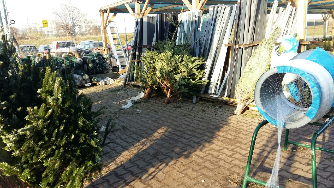 choinki sprzedaż - Magdalena Konieczna