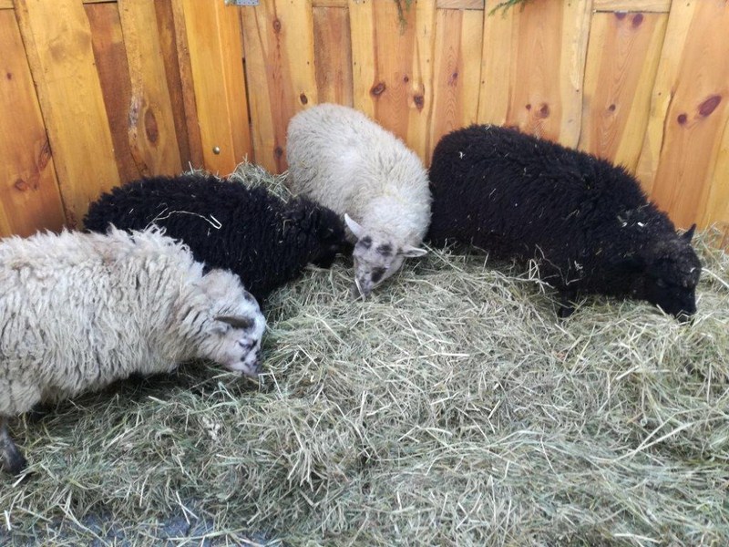 żywa szopka pleszew - pleszew.pl