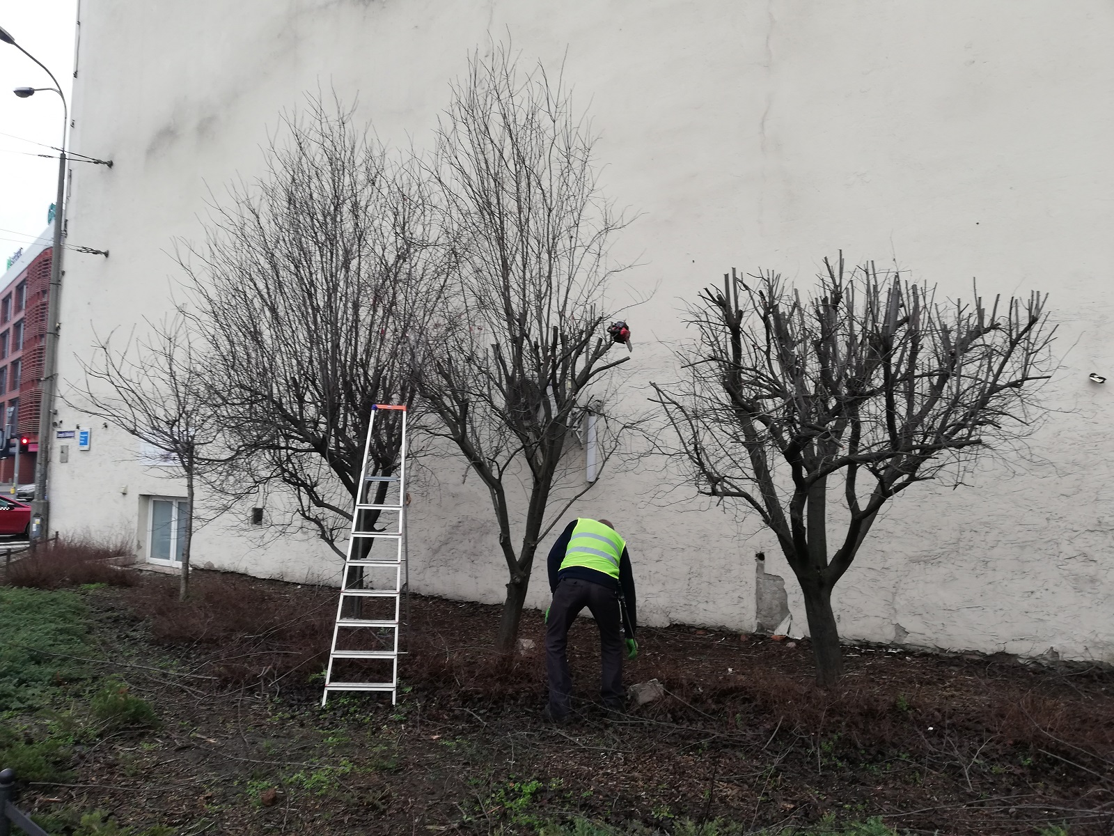 estkowskiego drzewa przycinka - Tomasz Dworek