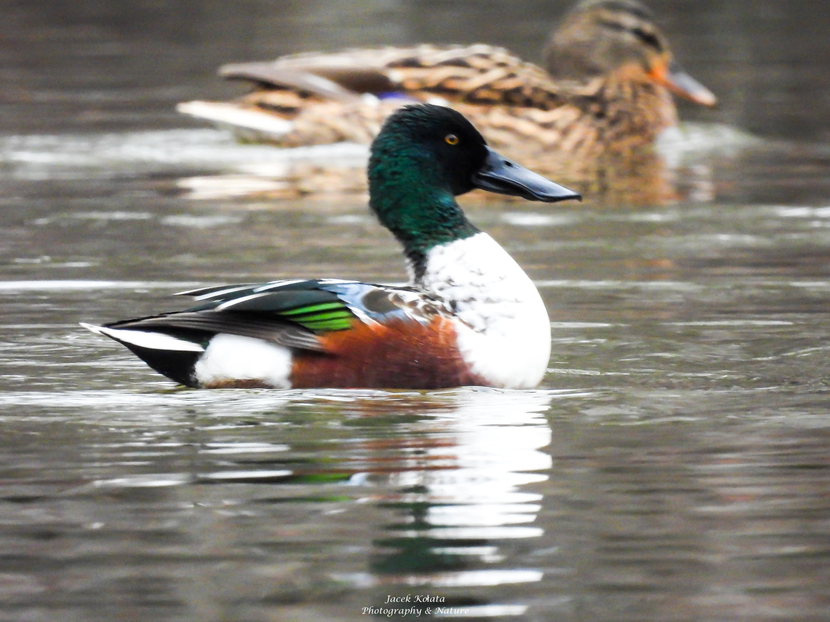 płaskonos prosna - Jacek Kołata - Facebook
