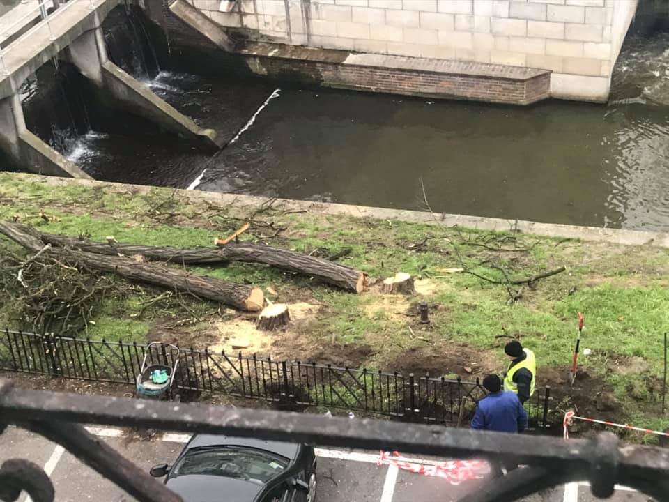 wycięte akacje kalisz - Kaliska Inicjatywa Miejska