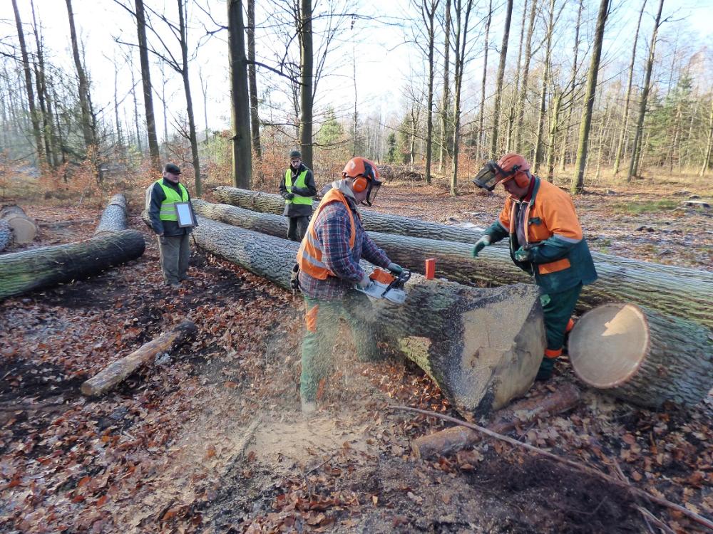 licytacja drewna krotoszyn dąb krotoszyn - P. Świerblewski