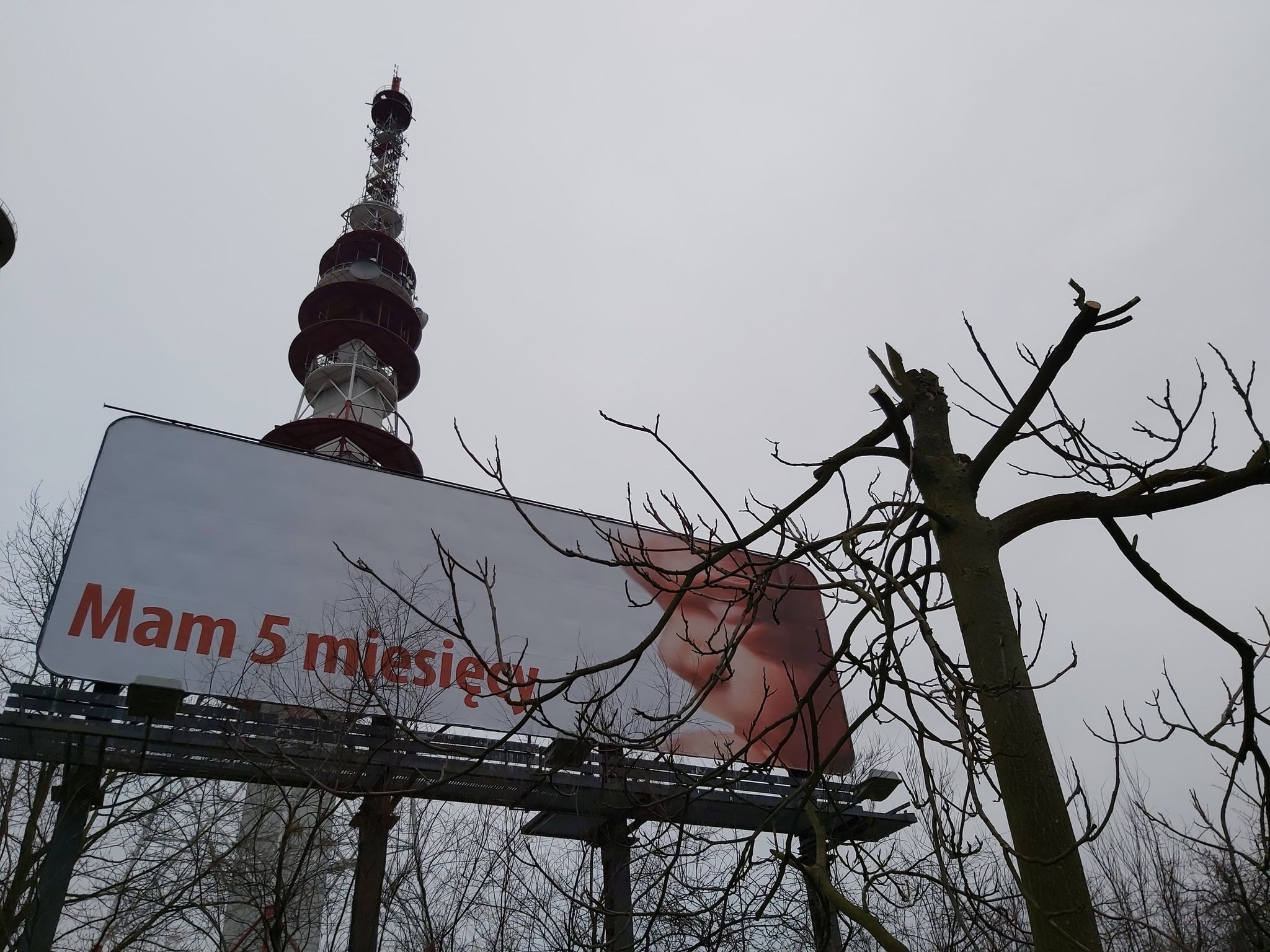 przycinka drzew blilboard - Krzysztof Polasik