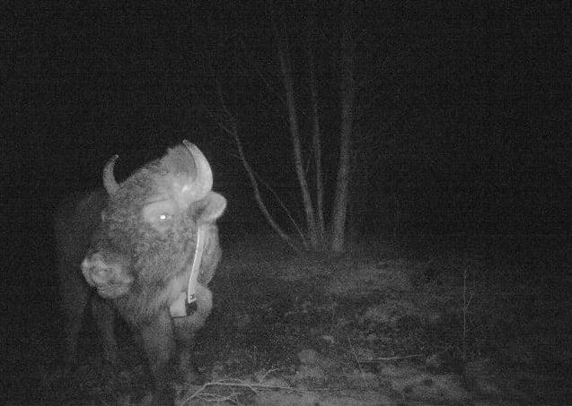 żubr oborniki - Nadleśnictwo Oborniki