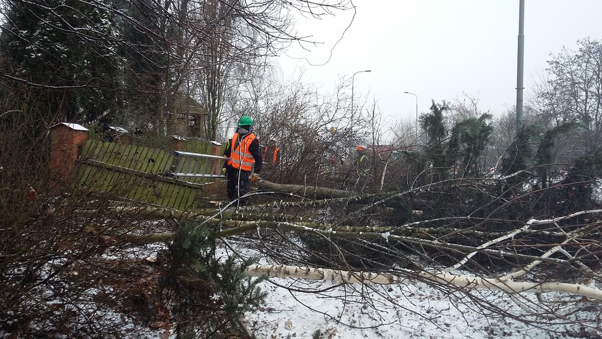 drzewa kurlandzka wycinka - Adam Niezgoda