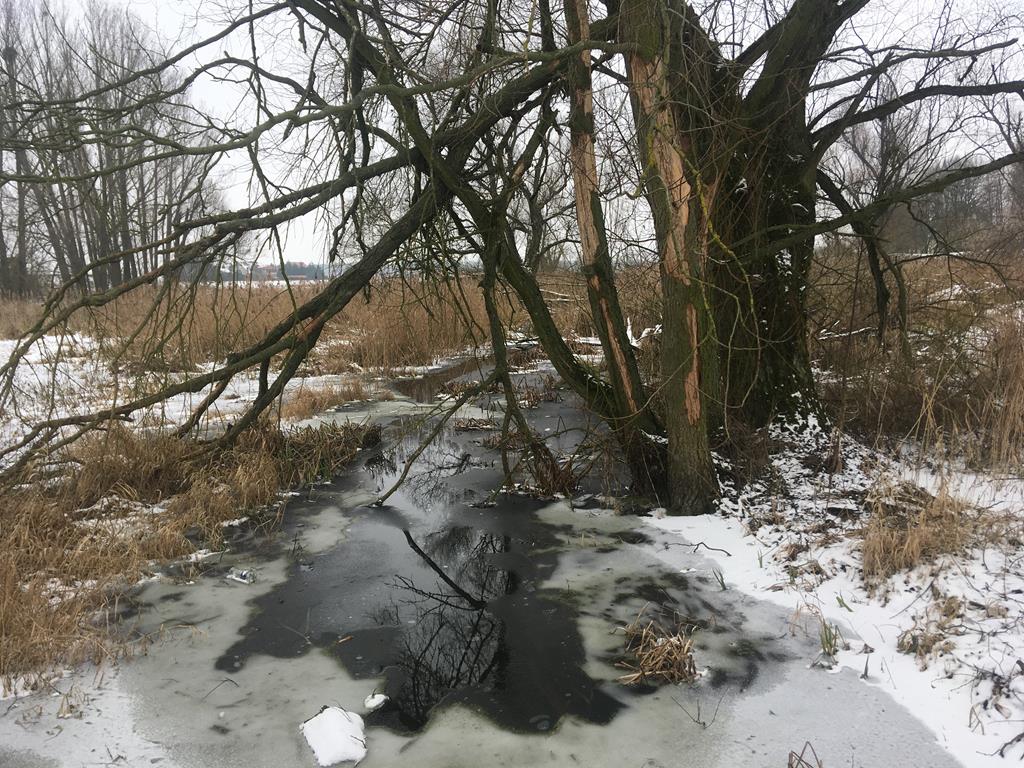 mokradła bagno - Rafał Regulski