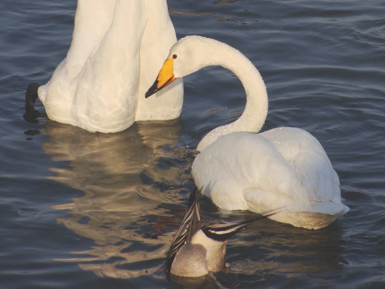 łabędź krzykliwy - By Aomorikuma - Asadokoro Coast, Hiranai Town, Aomori prf, Japan, CC BY-SA 3.0, https://commons.wikimedia.org/w/index.php?curid=6006555