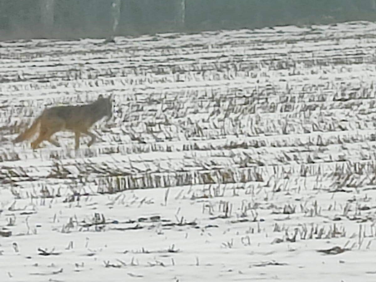 wilki garby porywają psy  - Mieszkańcy