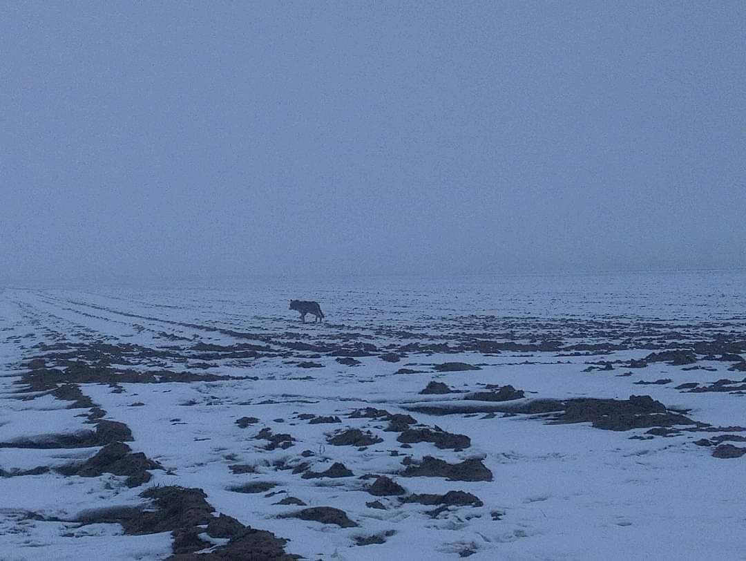 wilki garby porywają psy  - Mieszkańcy