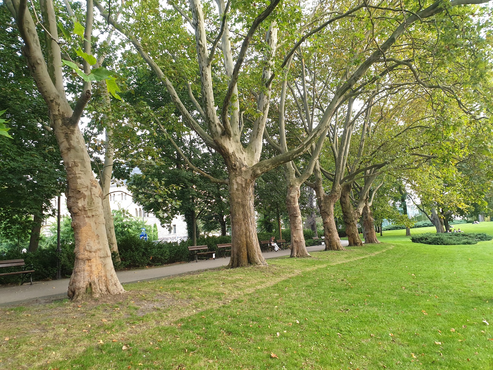 platany plac mickiewicza  - Z. Pilarek