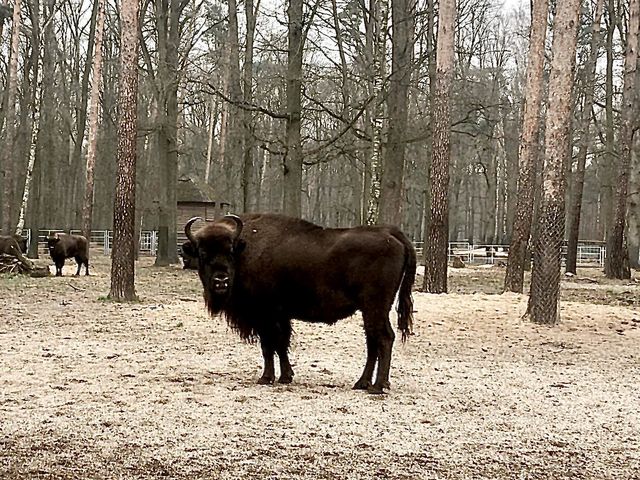 żubry w gołuchowie - Danuta Synkiewicz